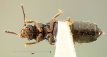 Media type: image; Entomology 6564   Aspect: habitus ventral view